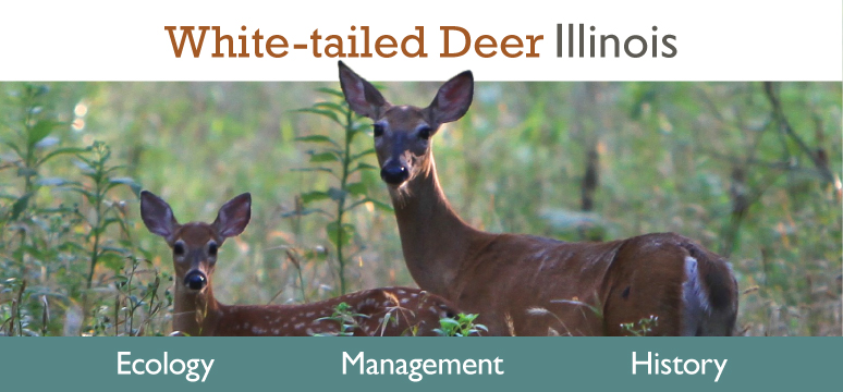 The logo for White-tailed Deer Illinois