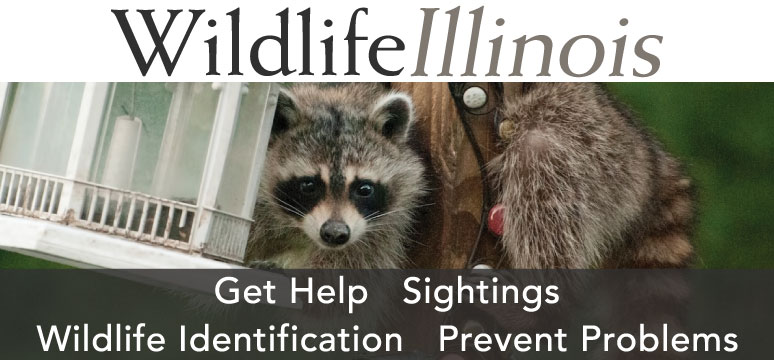 The logo for WildlifeIllinois.org